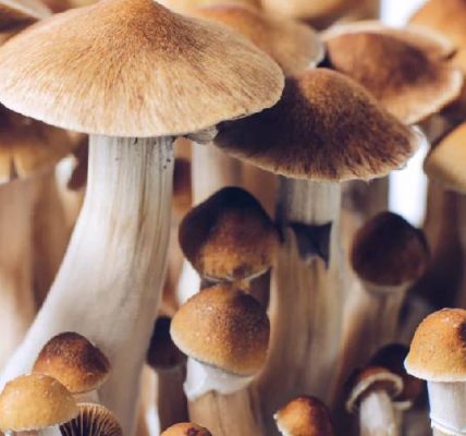 Golden Teacher Mushrooms