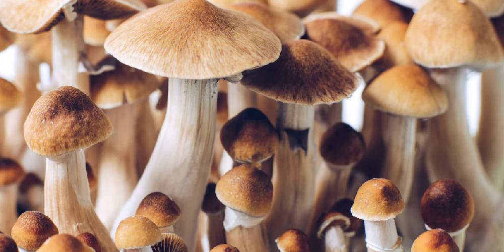 Golden Teacher Mushrooms