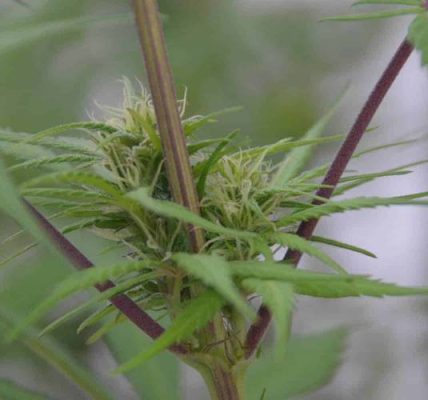 THC-A Weed