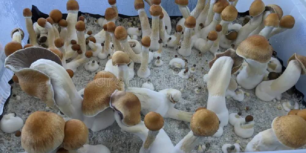 Penis Envy Spores
